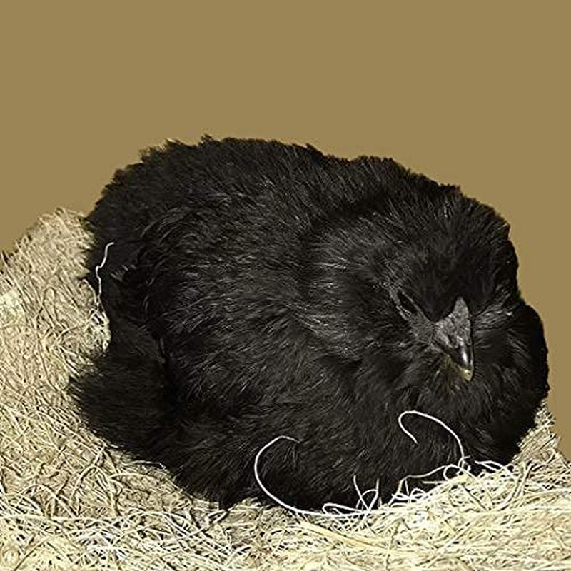 Premium Aspen 12 Pack Excelsior Nesting Liners (12 Pack), Chicken Bedding for Nesting Box, Nesting Pads Box Liners, Chicken Bedding for Coop, Chick Bedding, USA Grown & Sustainably Harvested