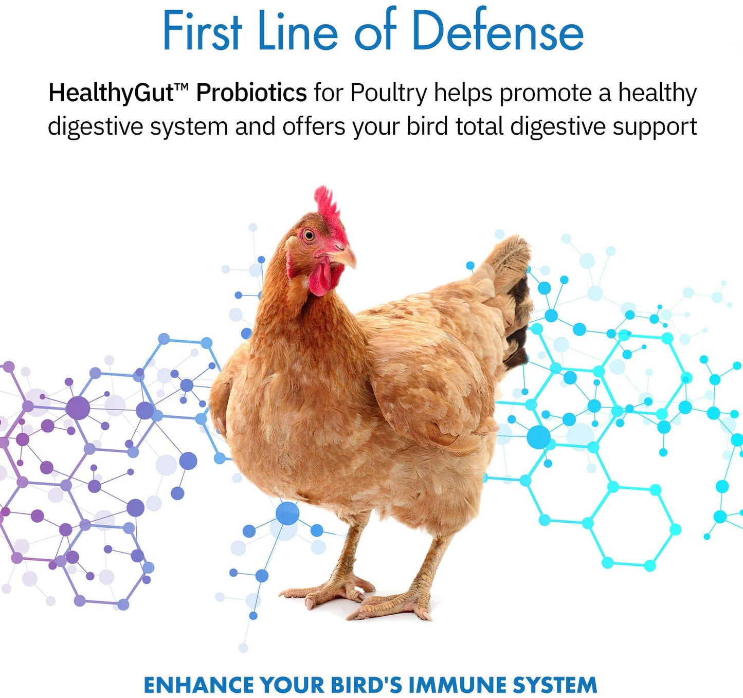 Equa Holistics Healthygut Probiotics for Chickens & Poultry, All-Natural Digestive System Dietary Supplement (30 Scoops)